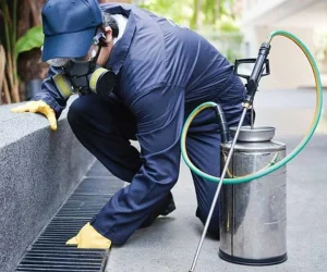 pest control calwell 300x250