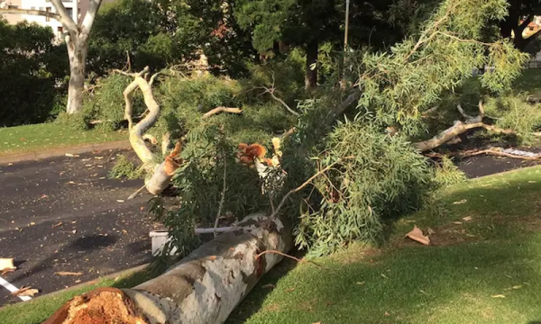 Arborist Canberra